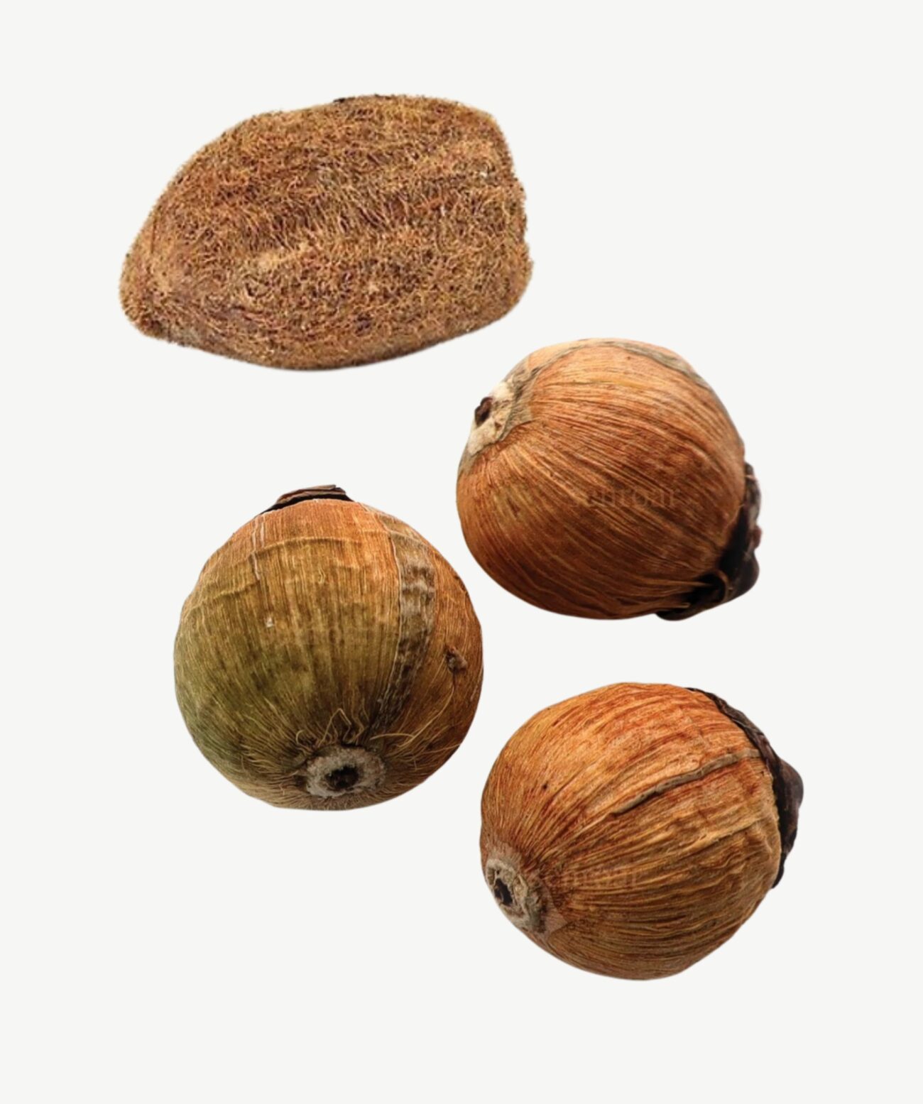 Ekakshi Nariyal (One-Eyed Coconut) and Laghu Nariyal (Small Coconut)